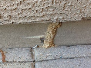 Termite found on home foundation in Phoenix Arizona