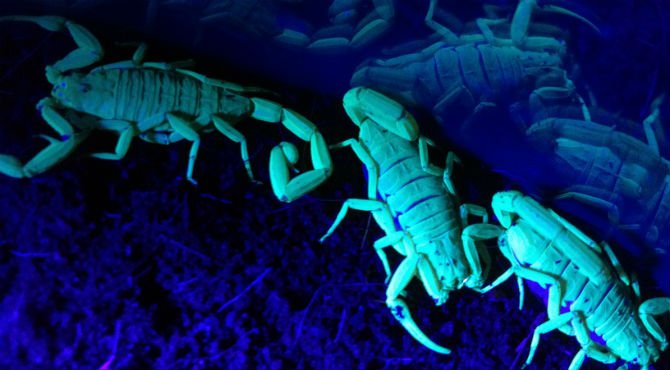 Arizona Bark Scorpions under a black light. Centruroides excilicauda ...