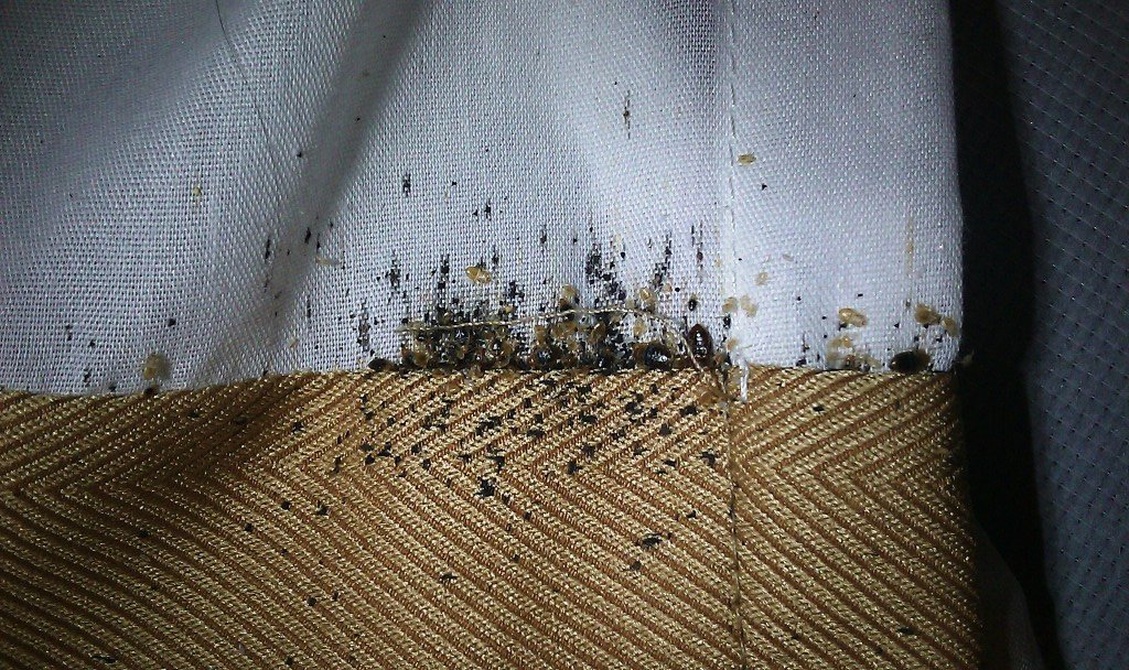 Bed bug infestation of matress and sheets a home in Phoneix.