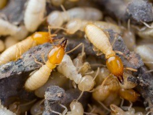 Termites in Phoenix Arizona home