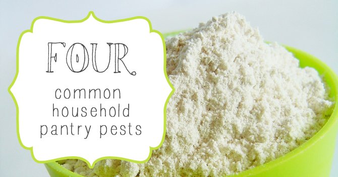 4 Common Pantry Pests to Watch Out For