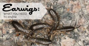 Earwigs – What You Need to Know