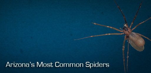 Common Spiders in Arizona – Black Widow, Brown Recluse, & More