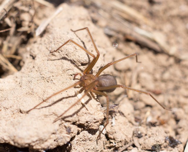 Recluse Spiders in Arizona