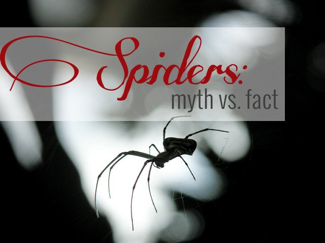 7 Spider Myths Debunked