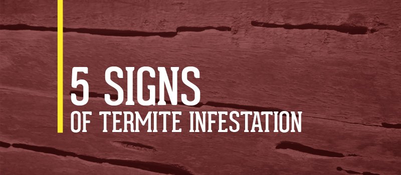 Common Signs of Termite Infestation