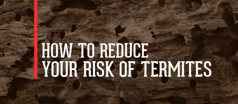 Lower Your Risk of Termite Infestation