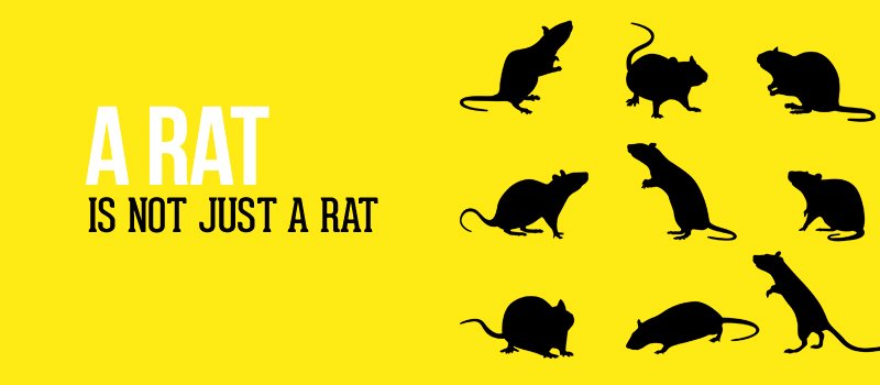 A Rat Is Not Just a Rat