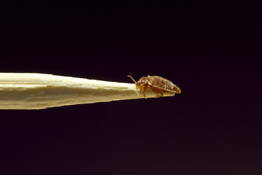 Report: Bed Bugs Prefer Dark Colors