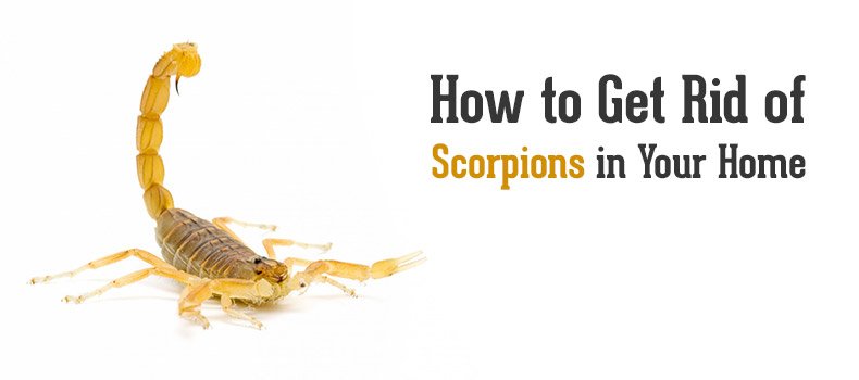 How to Get Rid of Scorpions in Your Home