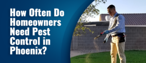 How Often Should Pest Control Be Done in Phoenix, Arizona?