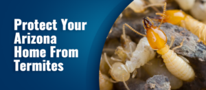 Best Practices To Keep Your Arizona Home Protected From Termites