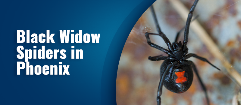 Black Widow Spiders in Phoenix, Arizona