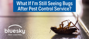 What If I’m Still Seeing Bugs After Pest Control? 