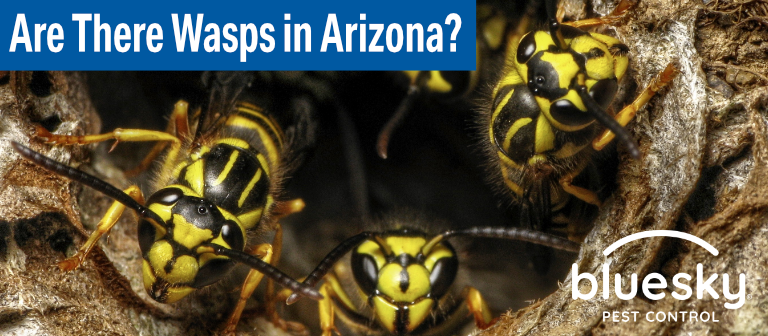 Are There Wasps in Arizona? 