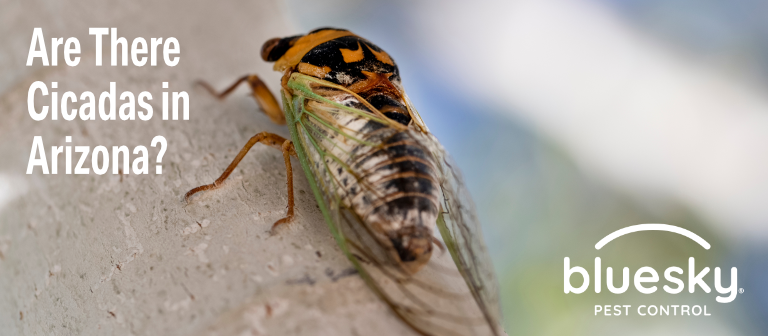 Are There Cicadas in Arizona?