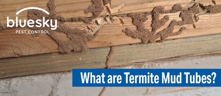 What are Termite Mud Tubes? 