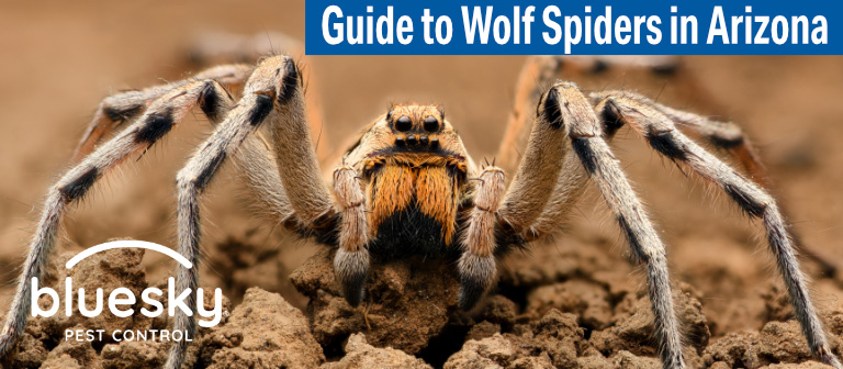 The Guide To Wolf Spiders In Arizona: Are They Venomous?