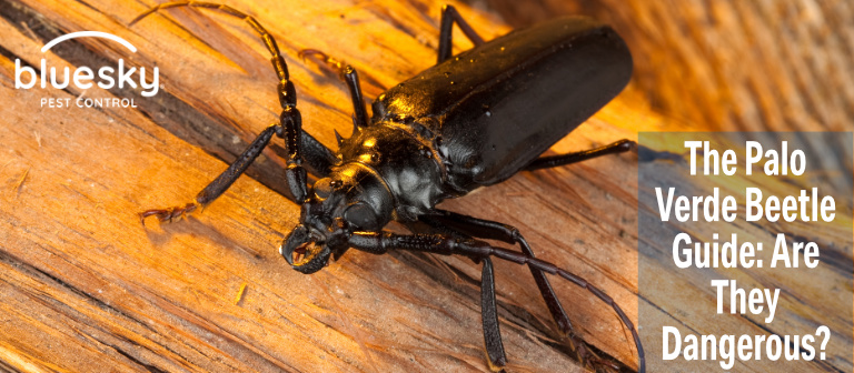 The Palo Verde Beetle Guide: Are They Dangerous?