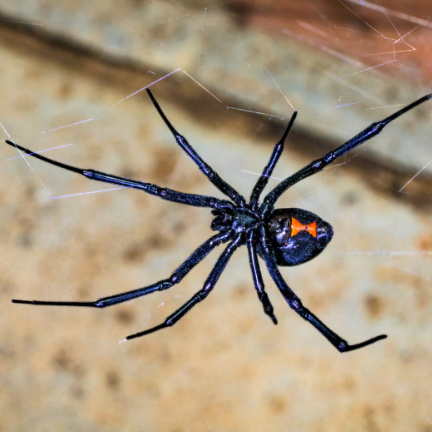 Black Widow Spider