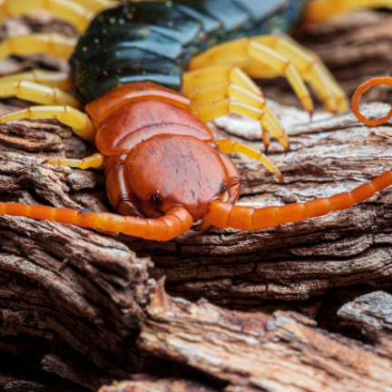 Giant Desert Centipede