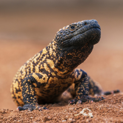 Gila Monster