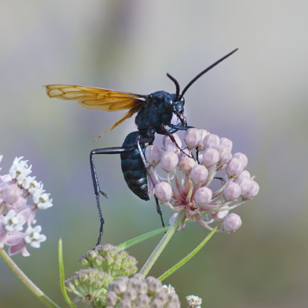 Tarantula Hawk