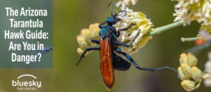 The Arizona Tarantula Hawk Guide: Are You In Danger?